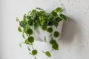 003_wallplanter_L.webp