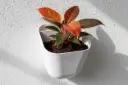 Wallplanter M Peach Pink